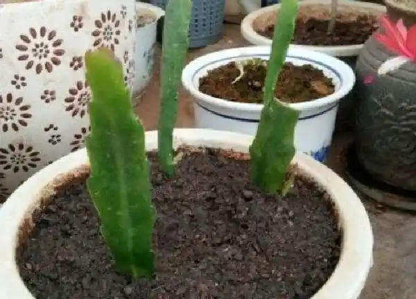 植物扦插|昙花怎样扦插