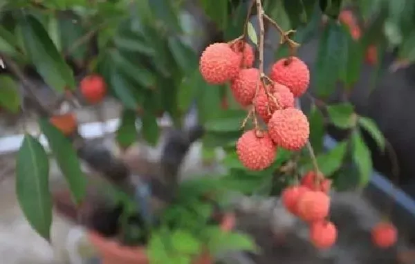 盆景|荔枝盆景栽培技术 养殖方法和注意事项