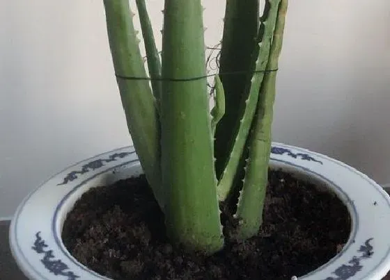 种植土壤|芦荟花土选择与配制方法
