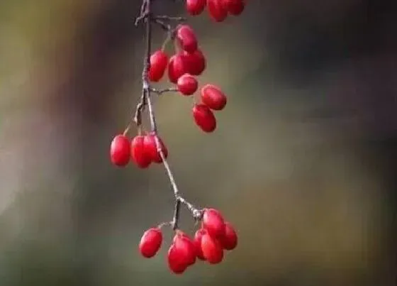 植物百科|越椒是什么植物类别