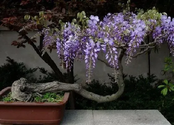 植物修剪|盆栽紫藤怎么修剪 修剪方法与技术