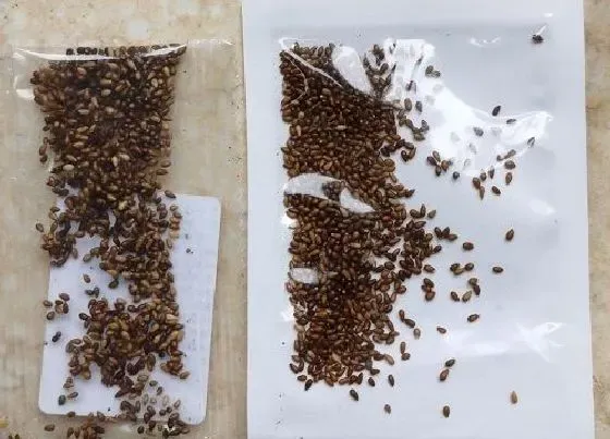 植物播种|三色堇怎么留种子