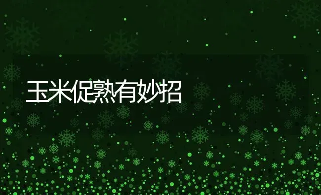 玉米促熟有妙招 | 粮油作物种植