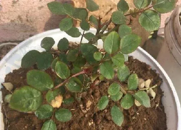 植物换土|盆栽月季换土时间和方法