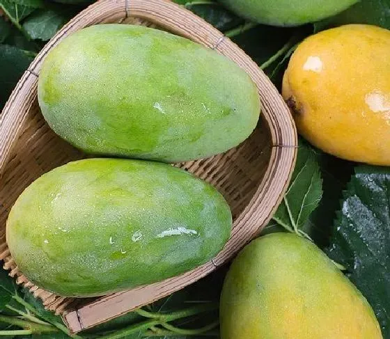 果实成熟|凯特芒果怎么看熟没熟 怎么判断熟了