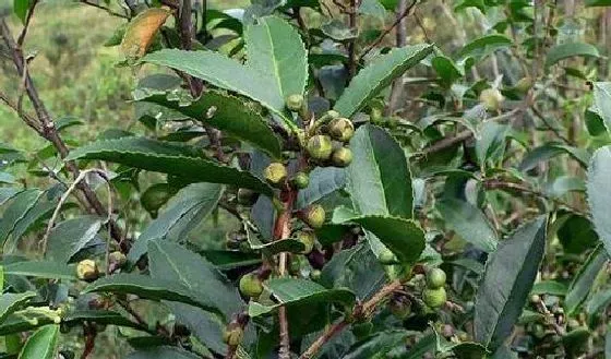 生长环境|茶树的生长环境及特点 适合生长地方的条件