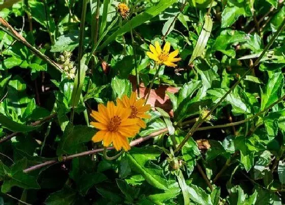 植物百科|蟛蜞菊花是两性花吗