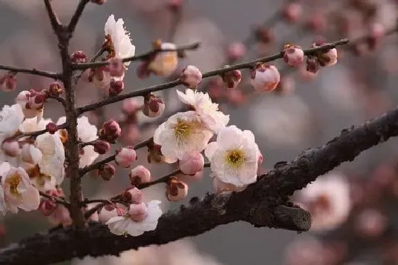 习性特点|梅花长什么样子 形状特点及图片欣赏