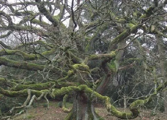 植物寓意|橡树代表什么象征意义