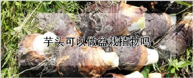 芋头可以做盆栽植物吗 | 耕种资料