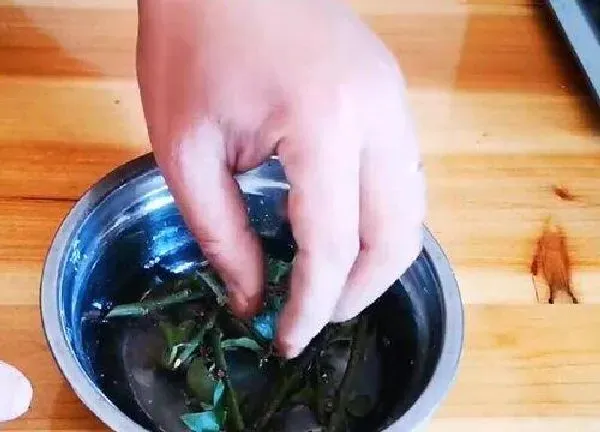 植物扦插|水梅花几月份扦插最好