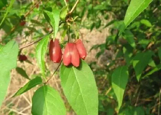 果实科普|羊奶果几月开花几月结果 野生羊奶果几月份成熟