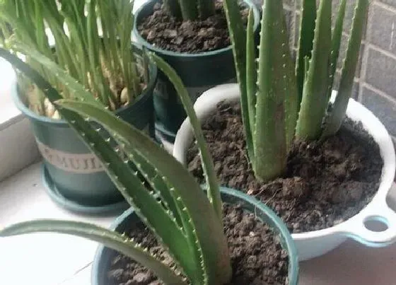 种植土壤|芦荟花土选择与配制方法