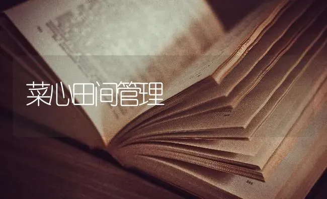 菜心田间管理 | 蔬菜种植