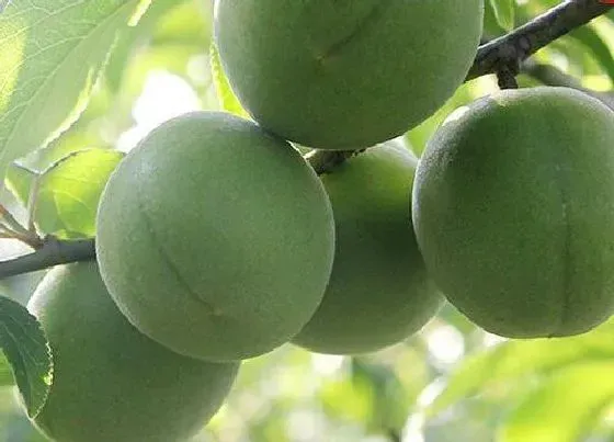 果实成熟|青梅什么季节成熟 上市季节是几月份