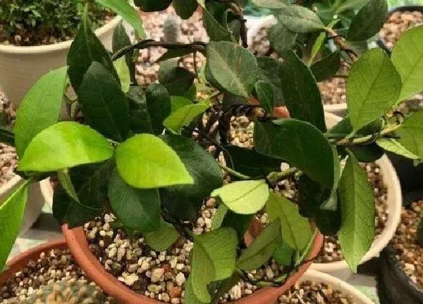 养殖科普|风车茉莉用什么盆栽好