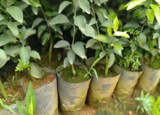 种植管理|沙糖桔的种植技术与管理