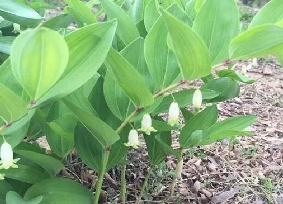 种植管理|黄精种植行距和株距 一亩种植多少株黄精