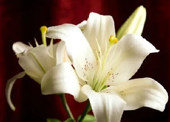 送花|领导生日送什么花好