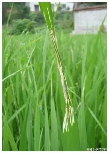 植物虫害|水稻稻纵卷叶螟成虫怎么防治（卷叶螟什么时期防治用药好）