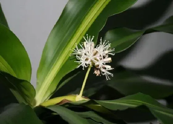 植物百科|巴西美人开花吗 开花什么样子