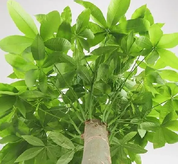 植物移栽|发财树怎么分盆容易成活 掌握正确的分盆时间和