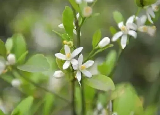 花期|金桔树一年开几次花