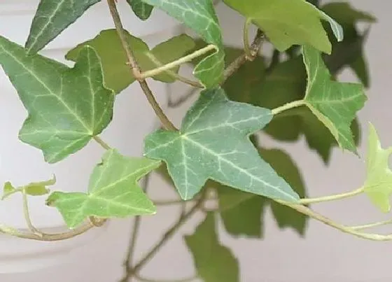 植物修剪|常春藤怎么修剪方法