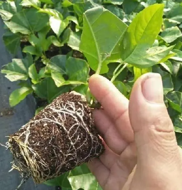 植物扦插|扦插百香果的快速生根方法（只需四步简单完成扦插成活高）