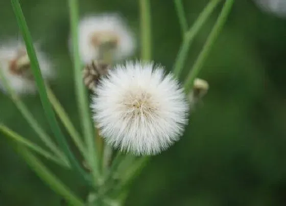 植物百科|蒲公英花有几种颜色 分别是颜色的花