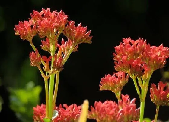 植物文学|长寿花的生长过程