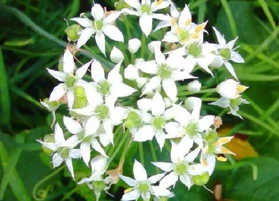 植物百科|韭菜会开花吗 一般什么时候开花