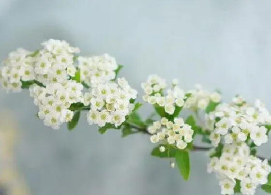 植物百科|小手球花又叫什么名字