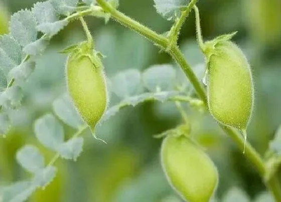 种植方法|鹰嘴豆种植时间和方法