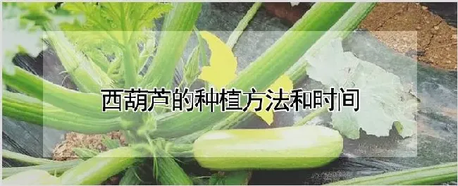 西葫芦的种植方法和时间 | 耕种资料