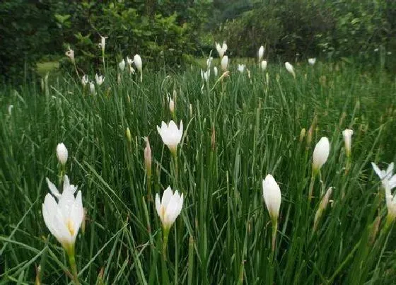 开花时间|兰花草什么时候开花 一般几月份开放