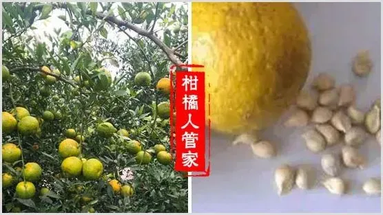 枳壳、红桔、资阳香橙砧木的优缺点,哪个好 | 种植资料