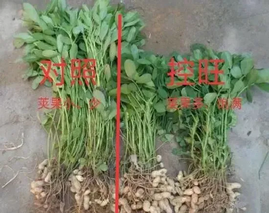 种植管理|花生生长到什么时候控旺好，花生长多高控旺能增产）