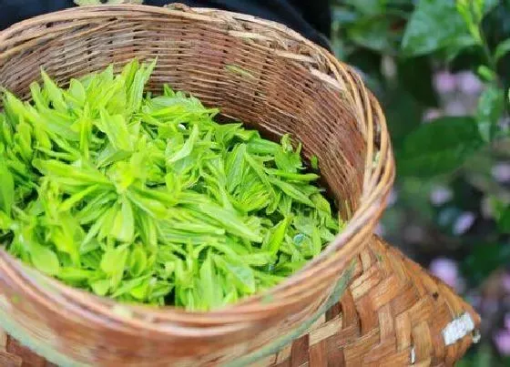 食用常识|野茶属于什么茶叶品种 野生茶有哪些种类，有什么特点