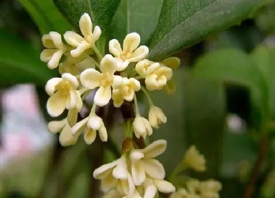 植物百科|桂花有籽吗