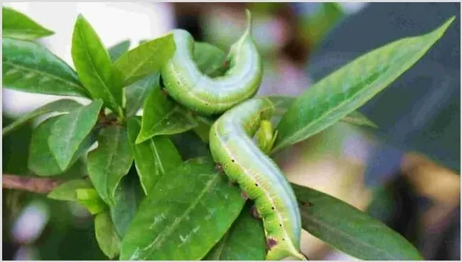 猪儿虫的危害和防治 | 种植资料