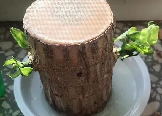 冬天植物|巴西木耐寒多少度 适应什么温度最爱长