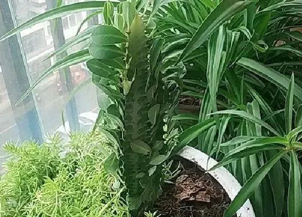 植物浇水|龙骨花几天浇一次水 春夏秋冬各不同