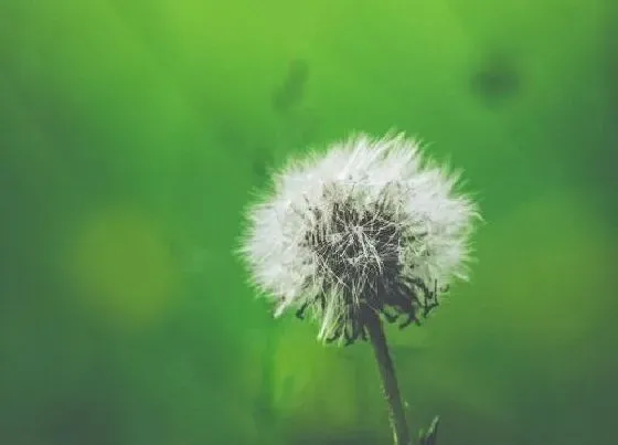 颜色花|蒲公英有几种颜色