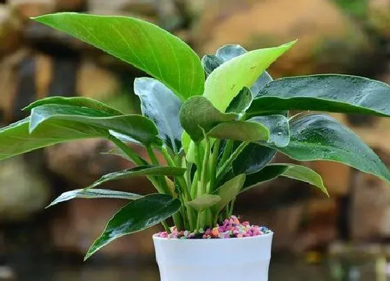 植物毒性|金钻有毒吗（金钻盆栽能放家中的室内养吗）