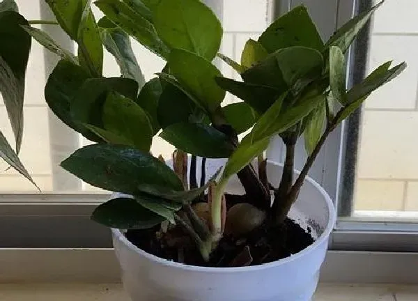 植物移栽|金钱树什么时候换盆好