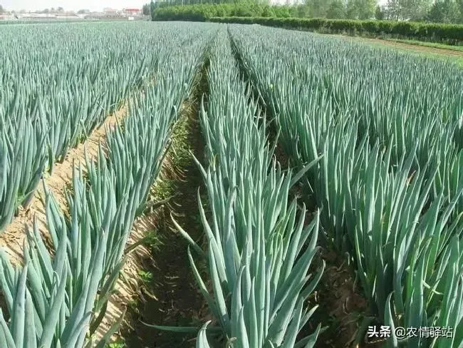 种植管理|农家小院种什么菜好，农村自家院子内什么蔬菜好种）