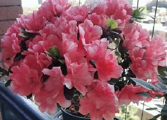 花期|西洋杜鹃花期是什么时候