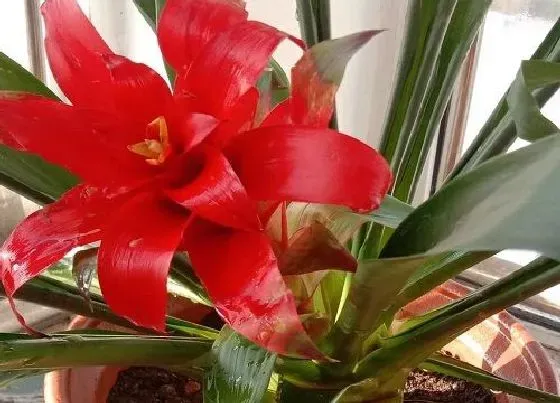 开花时间|鸿运当头什么时候开花  花期是几月份