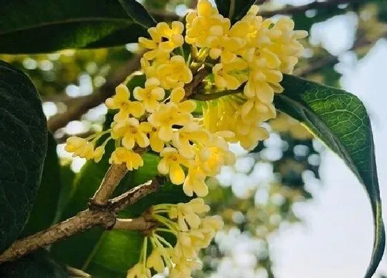 花卉百科|八月开的花有哪些 8月份是什么花开的季节